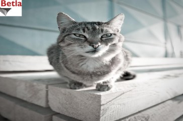 Siatki Oława - Siatka ochronna dla kotów, na balkony dla terenów Oławy